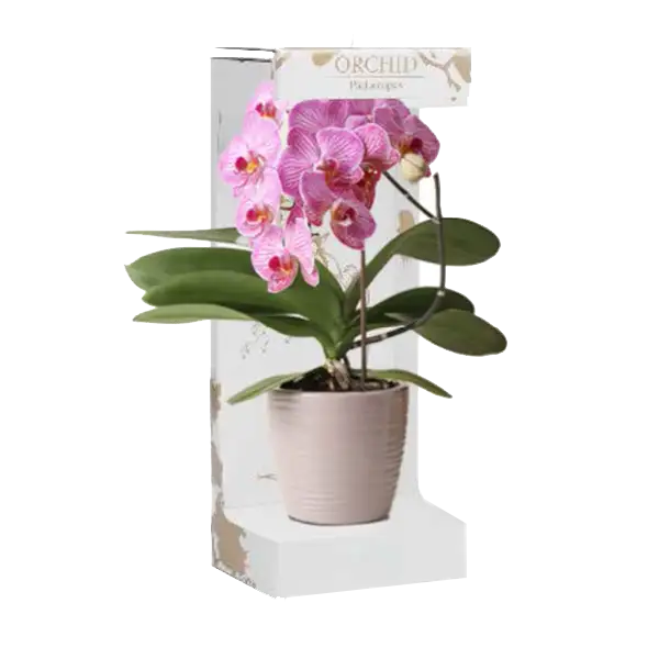 Нестандартная коробка для орхидеи
